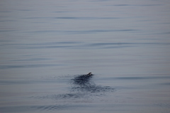 Ptychoramphus aleuticus