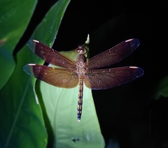 Neurothemis terminata