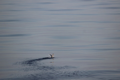 Ptychoramphus aleuticus