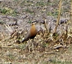 Cursorius coromandelicus