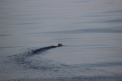 Ptychoramphus aleuticus
