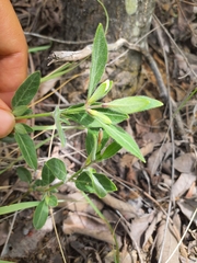 Ruellia patula