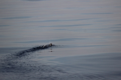 Ptychoramphus aleuticus