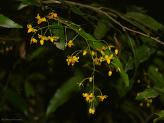 Ouratea parviflora