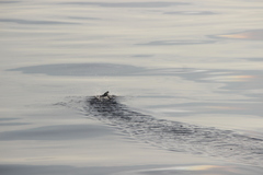 Ptychoramphus aleuticus
