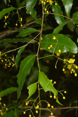 Ouratea parviflora