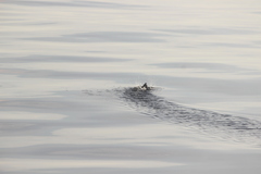 Ptychoramphus aleuticus