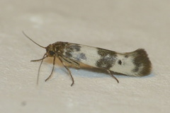 Enolmis acanthella