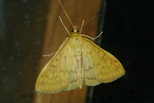 Ostrinia nubilalis
