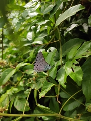 Pseudolycaena marsyas