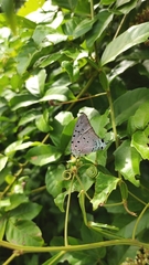 Pseudolycaena marsyas