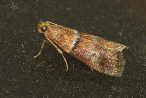 Acrobasis repandana