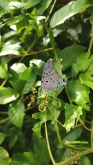 Pseudolycaena marsyas