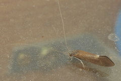 Ceraclea albimacula