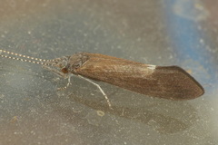 Ceraclea albimacula