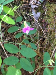 Lathyrus nevadensis