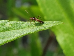 Sericophanes heidemanni