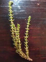 Crassula lanceolata