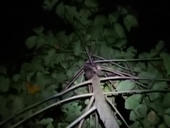 Galeopterus variegatus