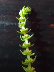 Crassula lanceolata