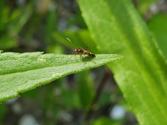 Sericophanes heidemanni