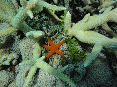 Fromia indica