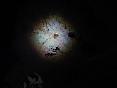 Galeopterus variegatus