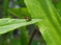 Sericophanes heidemanni
