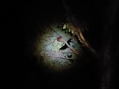 Galeopterus variegatus