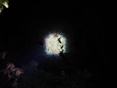 Galeopterus variegatus