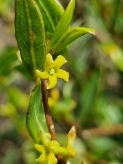 Cryptolepis cryptolepioides