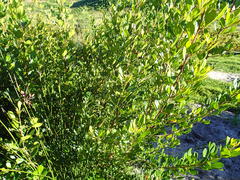 Searsia lucida lucida