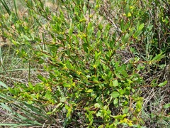 Cryptolepis cryptolepioides
