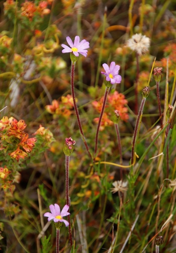 Image of Table Mountain Plumeseed (Zyrphelis taxifolia) by (c) Tony Rebelo, some rights reserved (CC BY-SA)