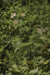 Arafoe aromatica