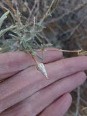 Neolasioptera willistoni