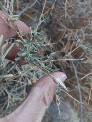 Neolasioptera willistoni