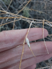 Neolasioptera willistoni