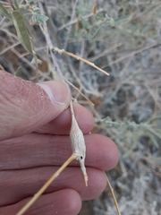 Neolasioptera willistoni