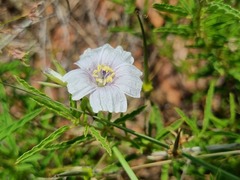 Monsonia burkeana