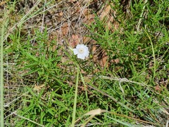 Monsonia burkeana