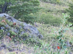 Turdus falcklandii magellanicus