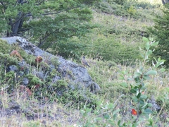 Turdus falcklandii magellanicus