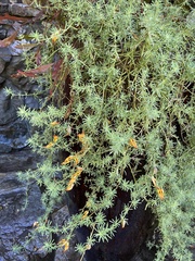 Lotus berthelotii