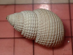 Nassarius fossatus