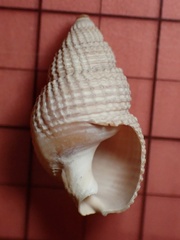 Nassarius fossatus