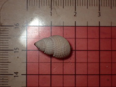Nassarius fossatus