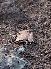 Craugastor podiciferus