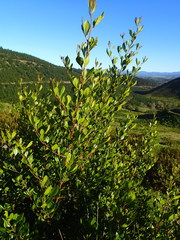 Searsia lucida lucida