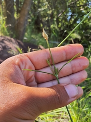 Cyphocarpa angustifolia